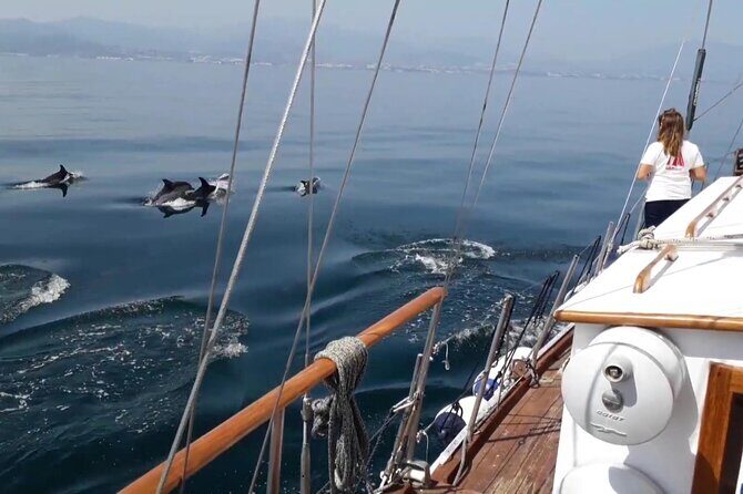 Dolphin Watching Adventure in Estepona Bay - Logistics in plain English: where you meet and how to get there