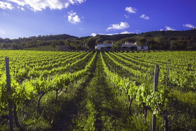 e-Bike (Self-Guided) & Winery tour - 20km Easy - Who this tour suits best (and who should rethink it)