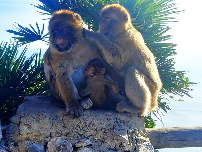 From Marbella: Guided Private Trip to Gibraltar and Estepona - Key things I’d zero in on