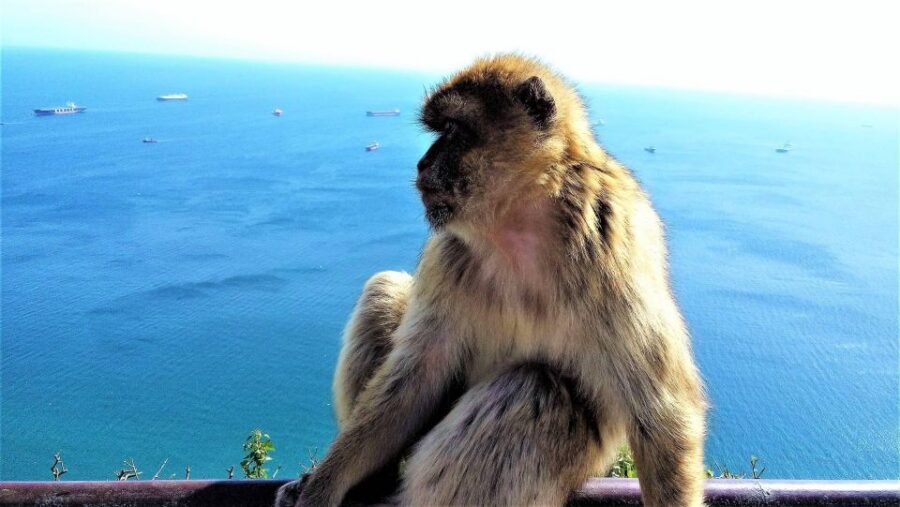 From Marbella: Guided Private Trip to Gibraltar and Estepona - Visas, passports, and the one practical risk you should handle early
