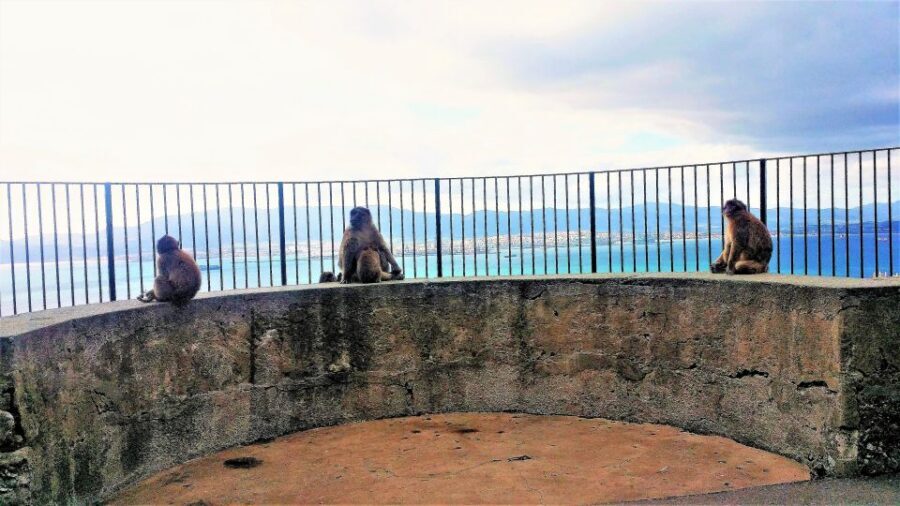 From Marbella: Guided Private Trip to Gibraltar and Estepona - Gibraltar’s Nature Reserve, St. Michael’s Cave, and the monkey moment