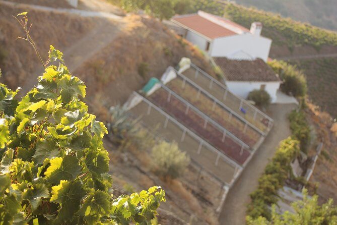 Muscat Raisin Route - Small group with lunch included - Stop 1: The Cortijo Experience in the Almáchar Area