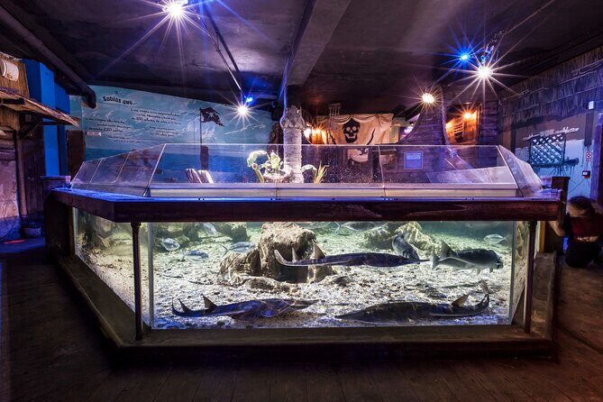 Premium Ticket Sea Life Benalmádena - Key Things You’ll Notice at Sea Life Benalmádena