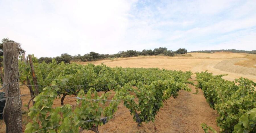 Private Winery Tour and Visit to Ronda - What to bring and how to plan your day