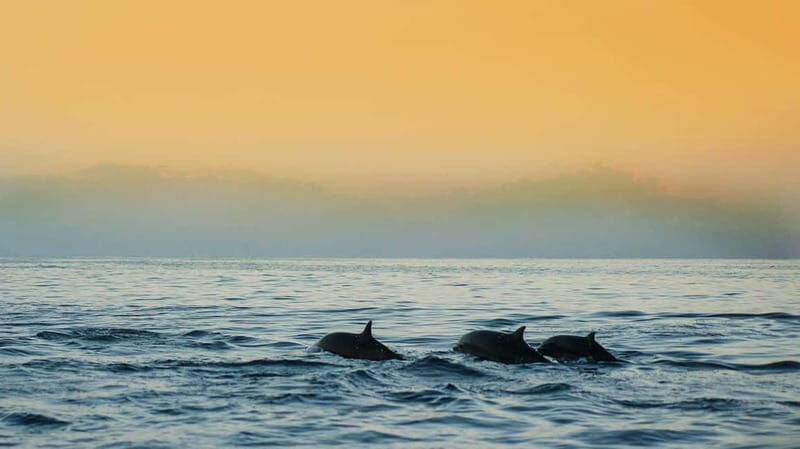 Puerto Banús: Boat Cruise with Snorkeling & Paddle Board - Should You Book This Private Boat Cruise?