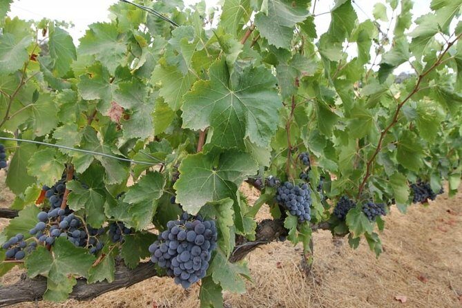 Ronda Private Wine Tour and Tapas from Marbella - Who this fits best (and who should reconsider)