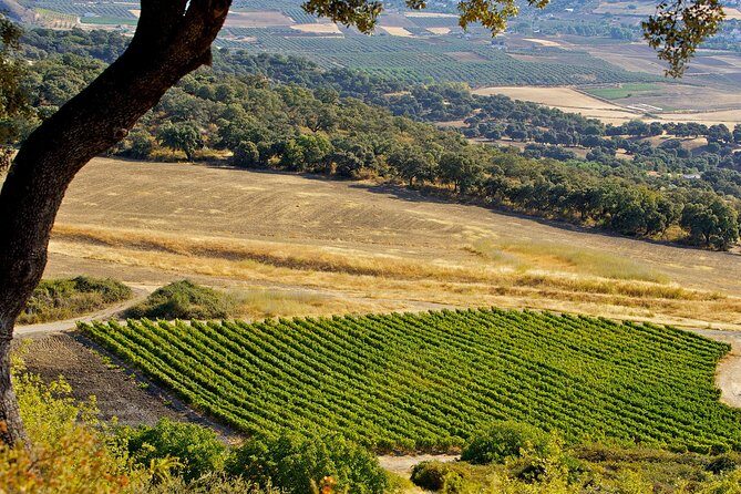 Ronda Private Wine Tour + Free Time in Ronda - Should You Book This Ronda Private Wine Tour + Free Time?
