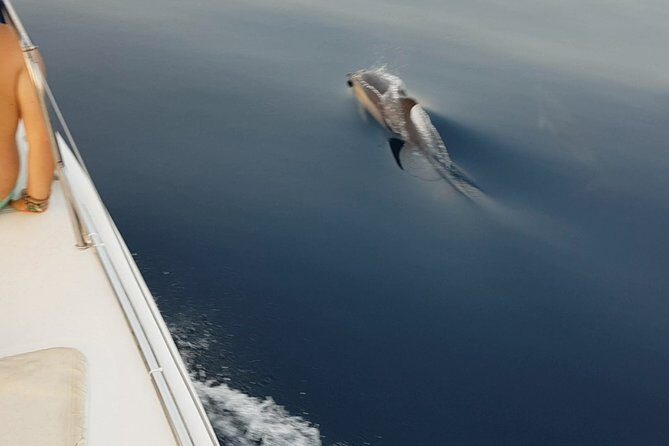 Sighting Dolphin Trip Estepona, Marbella - Inside the catamaran: four bedrooms, two bathrooms, and the Moby Dick feel