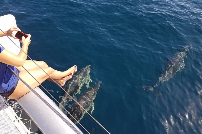 Sighting Dolphin Trip Estepona, Marbella - A sea swim stop can turn a good trip into a memorable one