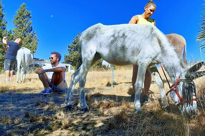 Tour the Sanctuary and Walk with the Donkeys and Share their Love - Meet the People Behind Donkey Dreamland (And Why It Changes Everything)