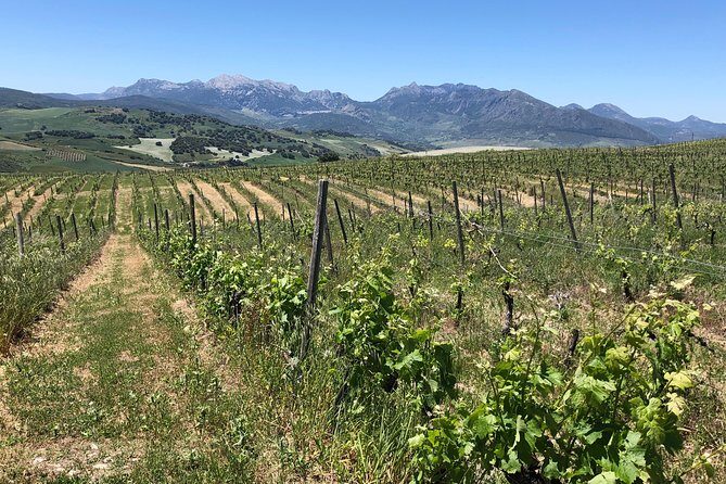 VIP Ronda Wine Tour and Tasting and Gourmet Lunch Experience with Winemaker - Pickup and transport: the practical luxury of not driving