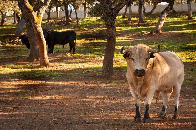 Visita Entre Toros y Caballos - Key highlights worth planning around