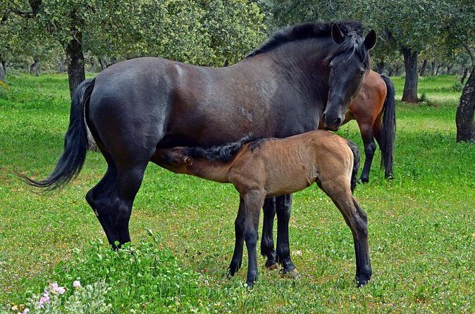 Visita Entre Toros y Caballos - Andalusian horses in the stables: more than a quick look