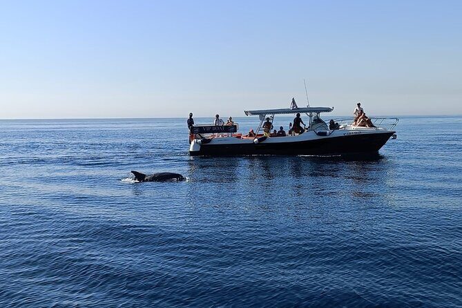 Walk and dolphin watching in Fuengirola + 1 drink - Key highlights I think you’ll care about