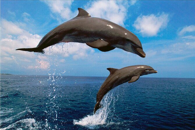 Walk and dolphin watching in Fuengirola + 1 drink - The included drink: a small perk that actually helps