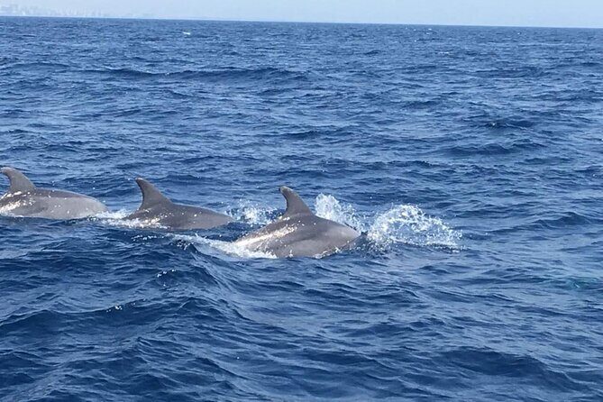Walk and dolphin watching in Fuengirola + 1 drink - Views of the Costa del Sol without the full-day commitment