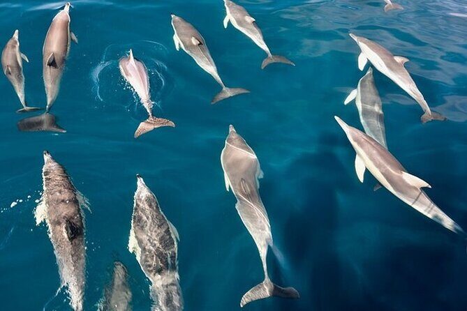 Walk and dolphin watching in Fuengirola + 1 drink - Price and value: $40.72 for a short wildlife cruise with perks