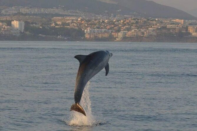 Walk and dolphin watching in Fuengirola + 1 drink - What to watch for during the 2 hours (so you get more out of it)